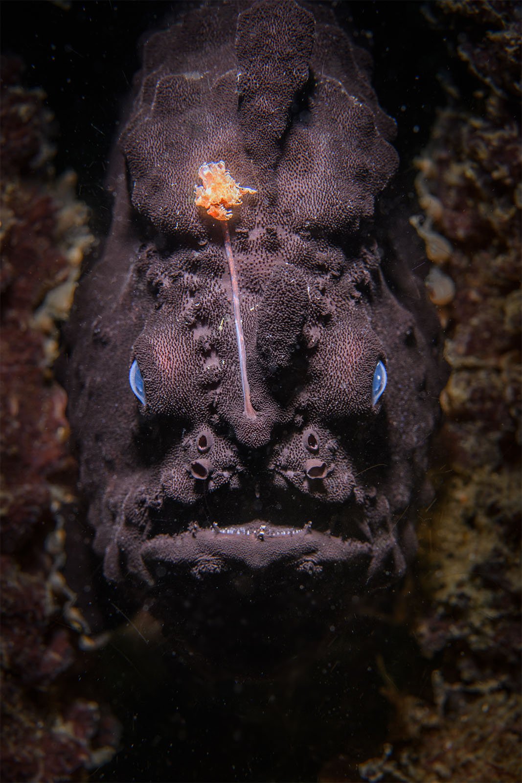 GOLD©Nicolas Remy Anger Fish