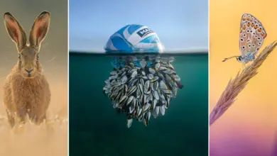 British Wildlife Photography Awards (BWPA) 2024 7 british wildlife photo awards featured image