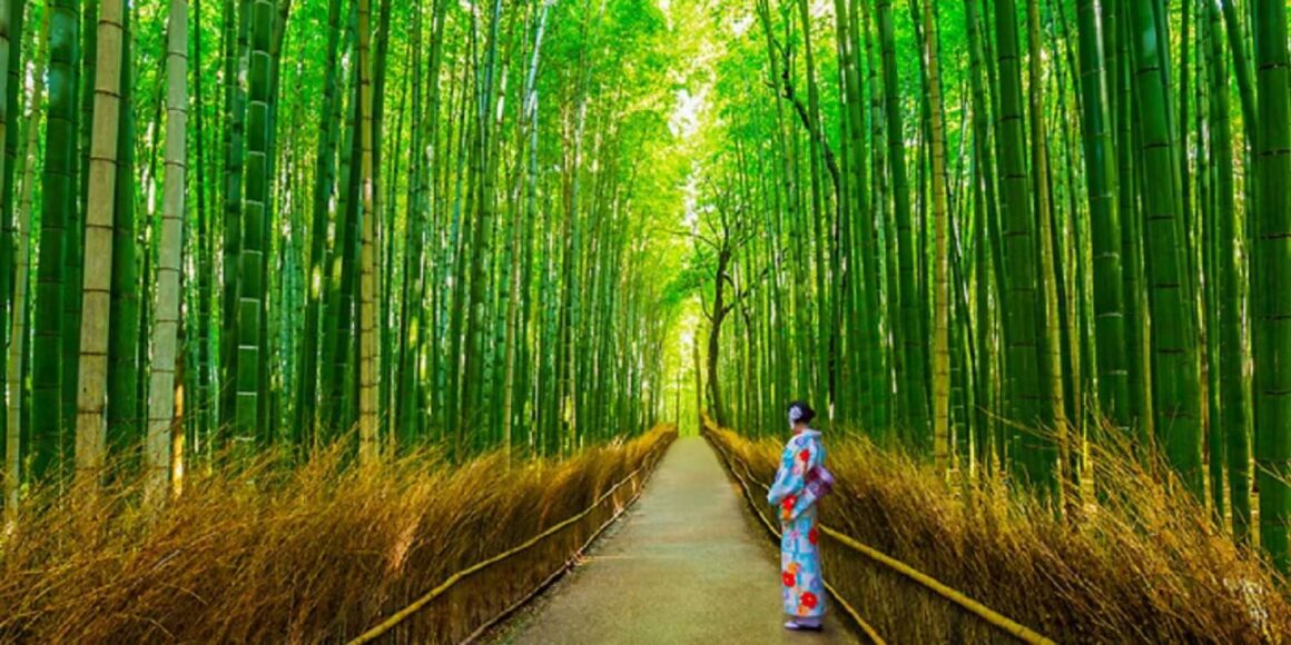 Arashiyama Bambu Ormani