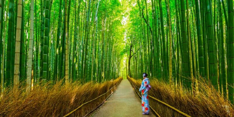 Arashiyama Bambu Ormani