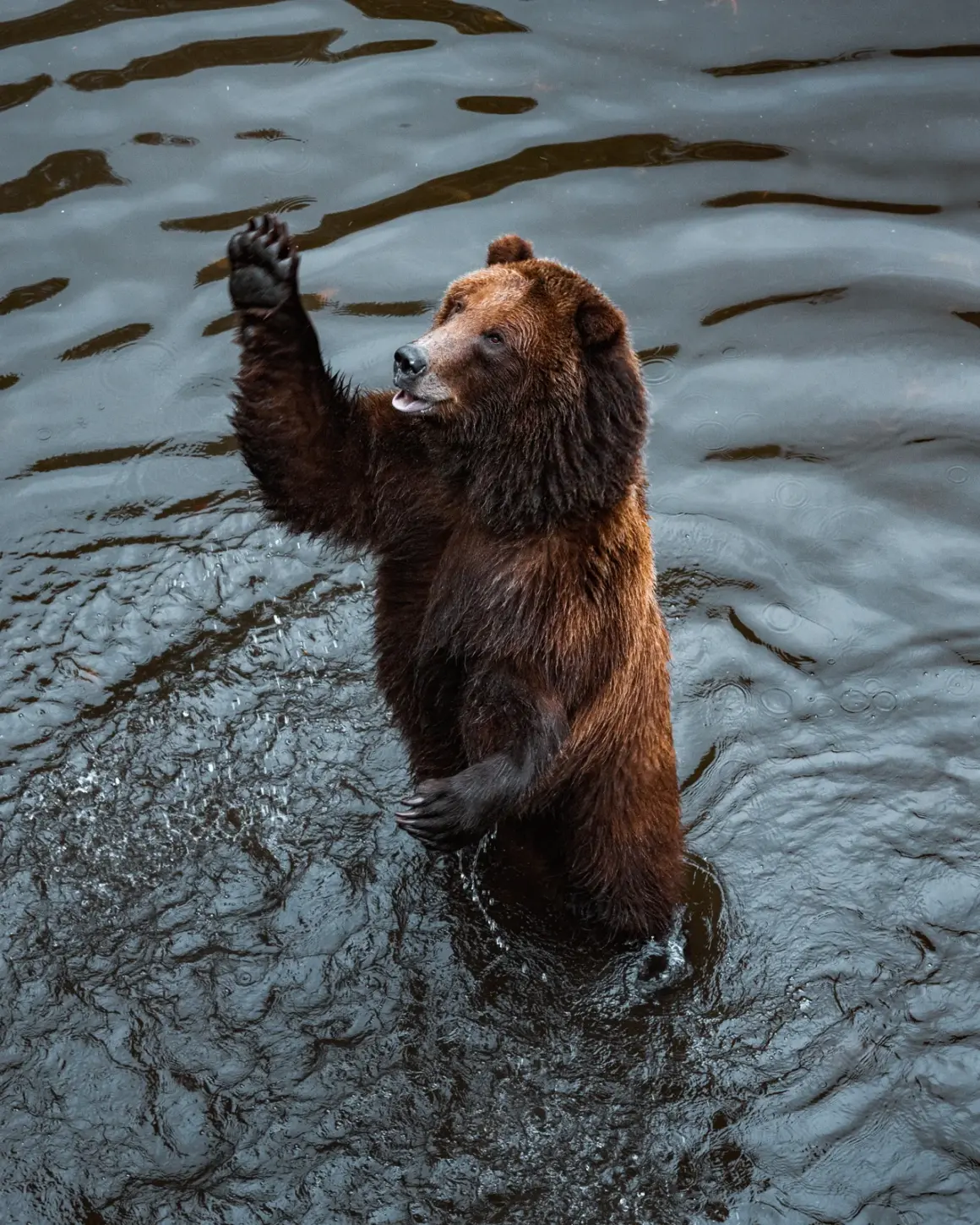 Bear in Alaska Tiffany Nguyen 1