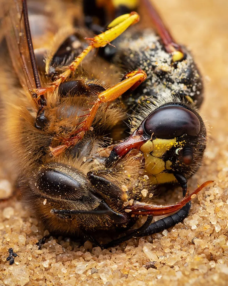 2023 Over 18 Specially Commended Behaviour Clever Girl European beewolf wasp Philanthus triangulum © Luke Chambers 1