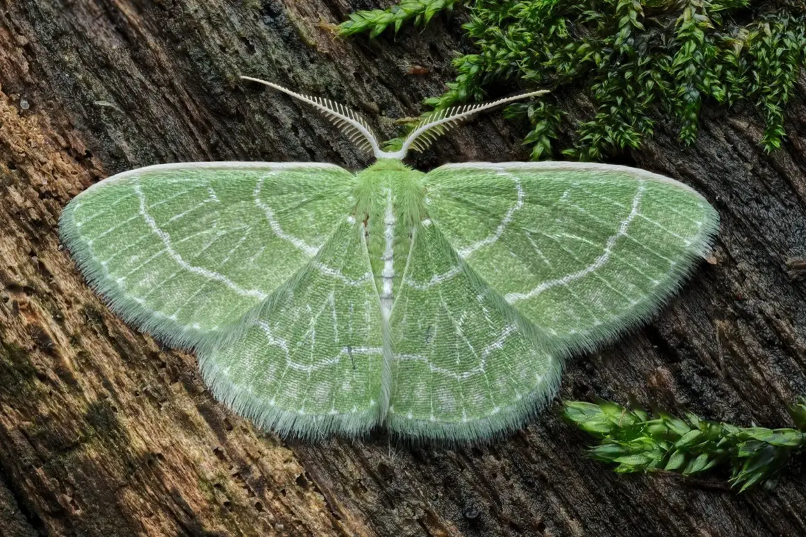 2023 Over 18 Specially Commended Environment A forest gem Wavy lined Emerald Moth Synchlora aerata male © Alexander McKerracher