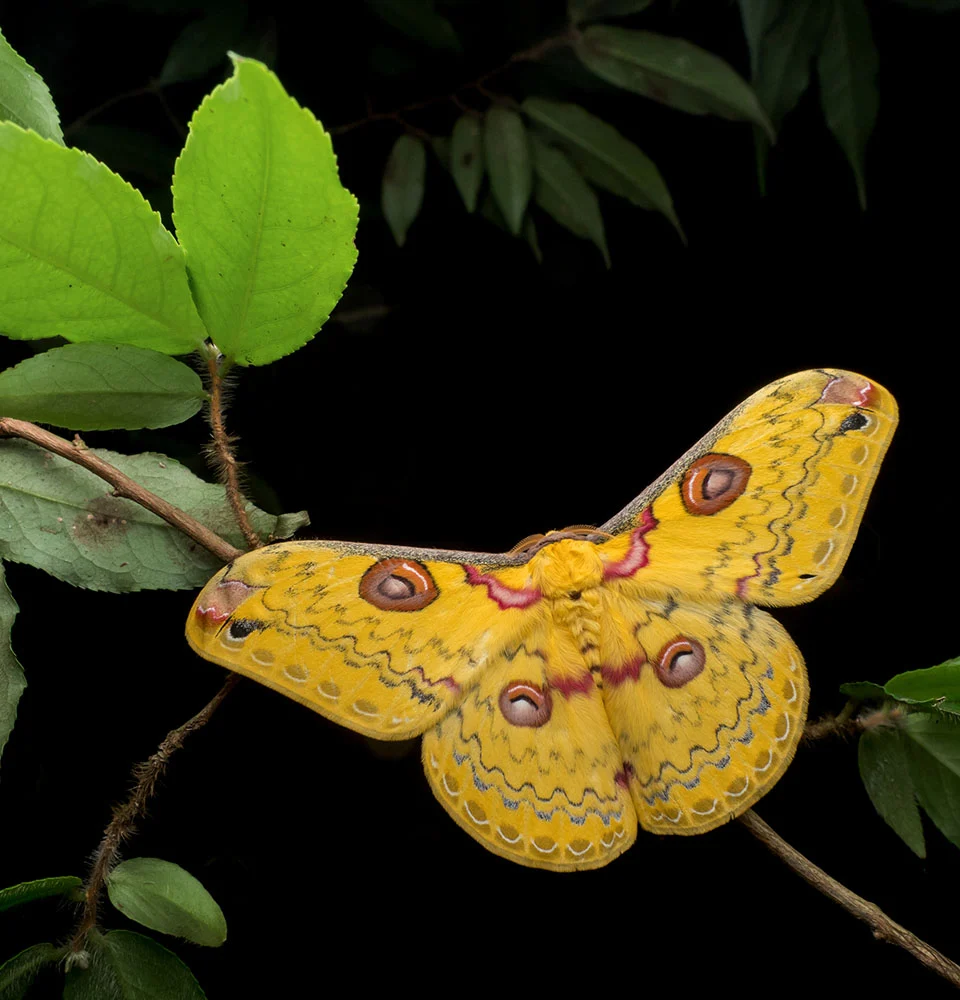2023 Over 18 Specially Commended Environment Golden emperor Emperor moth Loepa sp © Marco Chan