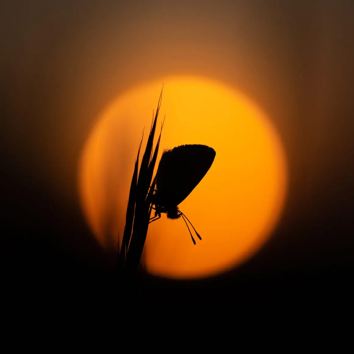 2023 Over 18 Specially Commended Portraits Brown argus roosting at sunrise © Richard Sheldrake