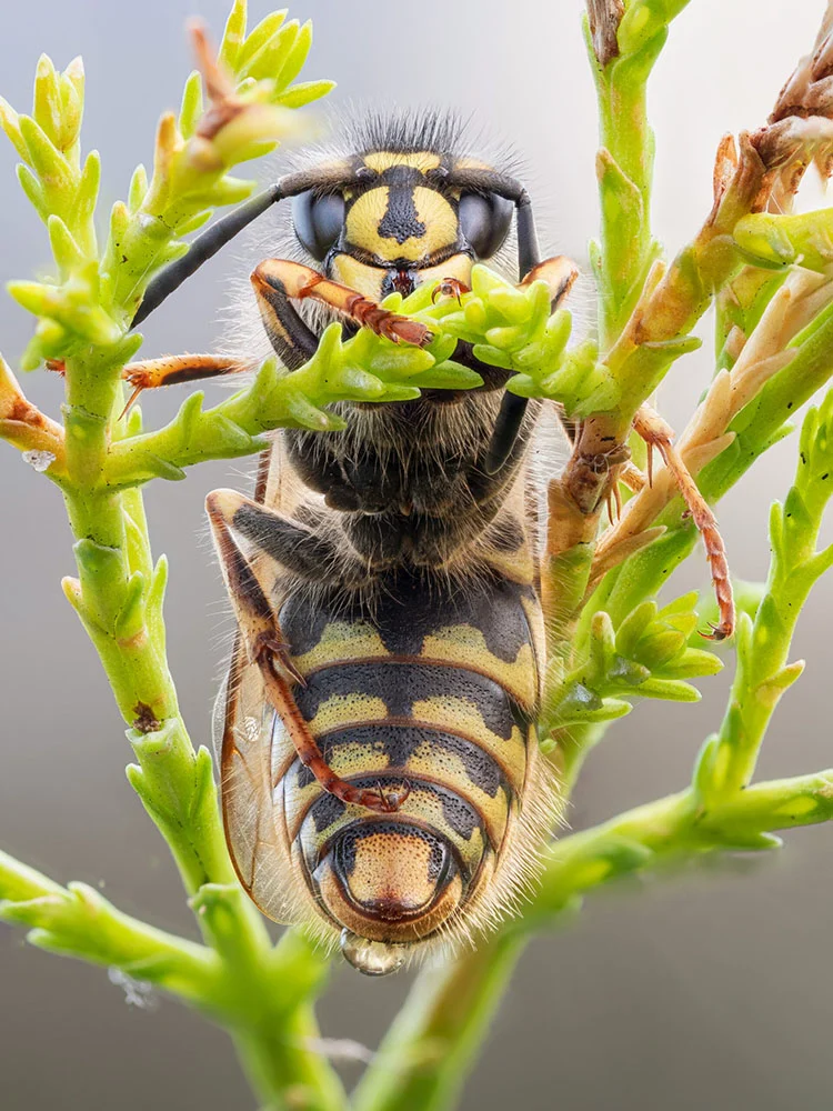 2023 Over 18 Specially Commended Portraits Conifer Wasp Common wasp Vespula vulgaris © Steven Mahy