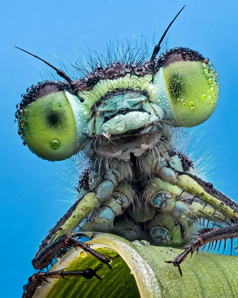 2023 Over 18 Specially Commended Portraits Look into my eyes Damselfly © Pete Burford