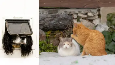 2024 Komedi Evcil Hayvan Fotoğraf Ödülleri 35 2024 Komedi Evcil Hayvan Fotograf Odulleri