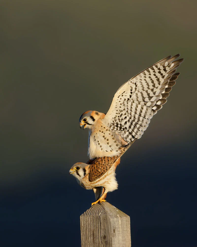 Aud APA 2024 American Kestrel Y0 28731 12 Photo Parham Pourahmad