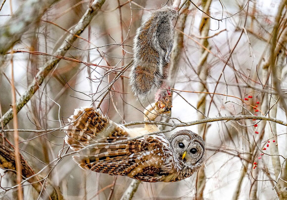 Aud APA 2024 Barred Owl A1 30620 0 Photo Erin Boisvert