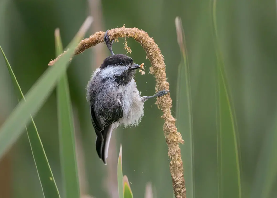 Aud APA 2024 Black capped Chickadee Broad leaf Cattail A1 28281 0 Photo Linda J Scher