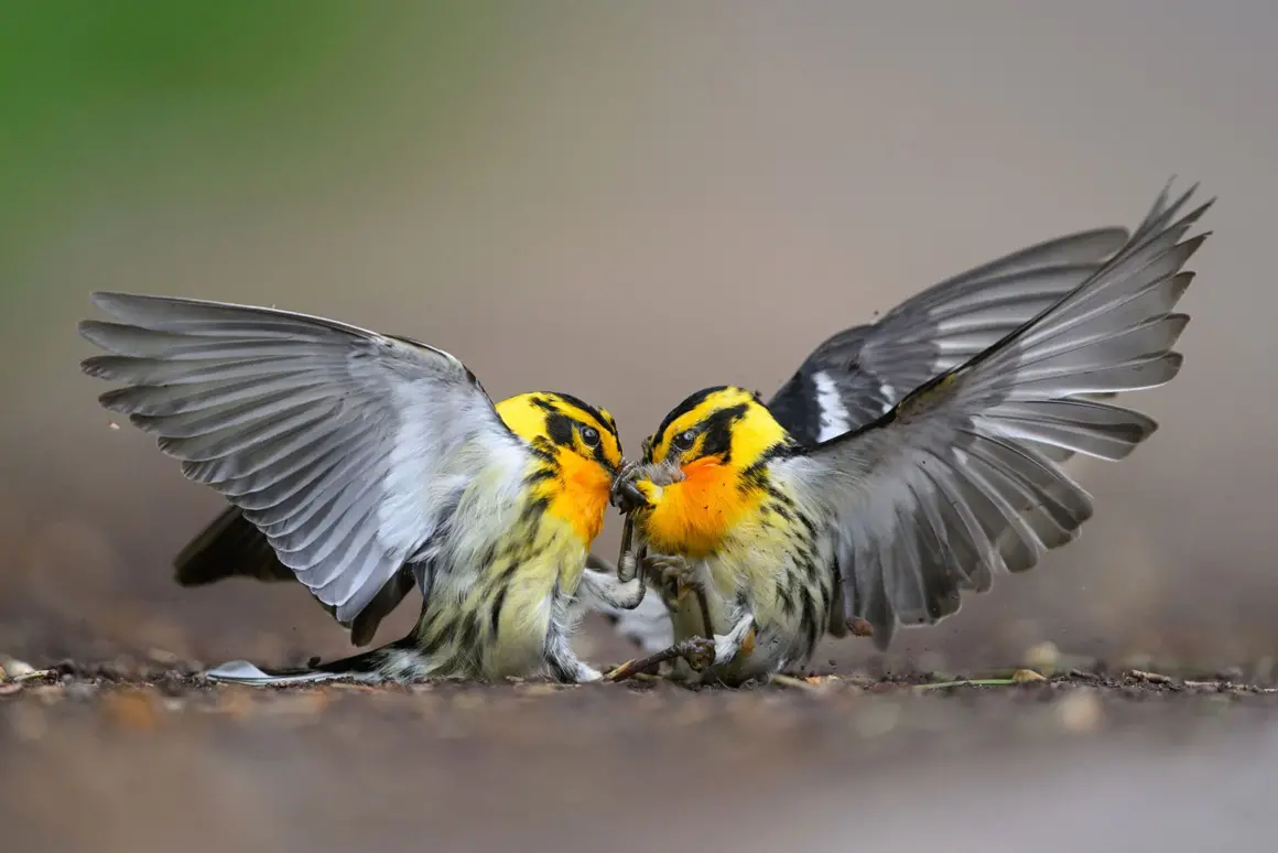 2024 Audubon Fotoğraf Ödülleri