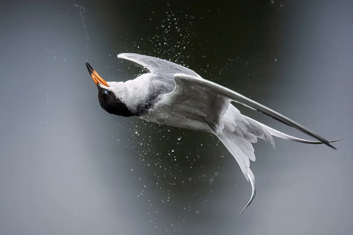 Aud APA 2024 Forsters Tern P1 29200 13 Photo Kevin Lohman