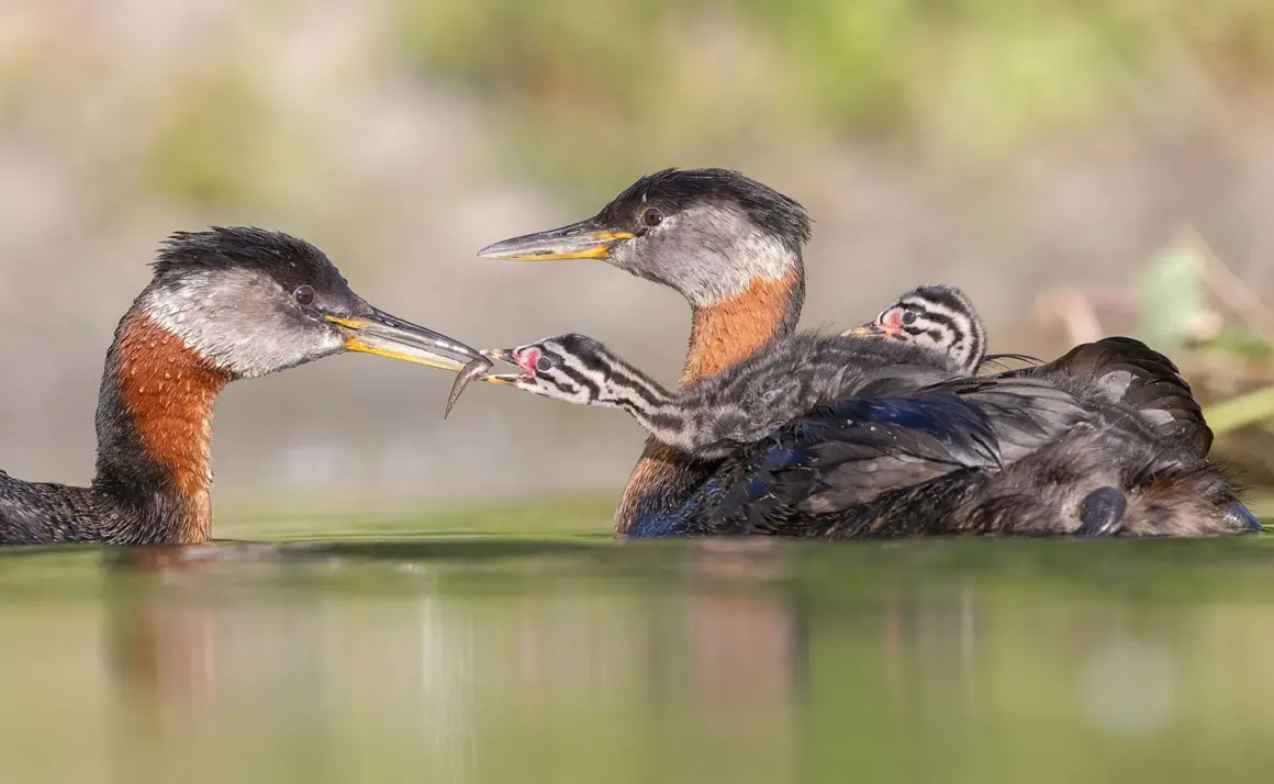 Aud APA 2024 Red necked Grebe Y1 27694 0 Photo Edwin Liu