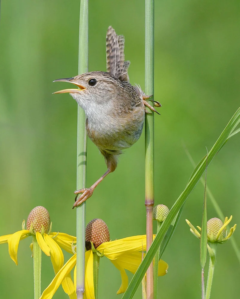 Aud APA 2024 Sedge Wren Gray head Coneflower A1 31864 0 Photo Trisha Snider