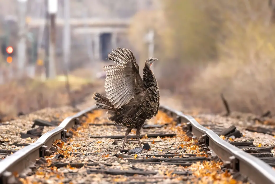 Aud APA 2024 Wild Turkey A1 27908 0 Photo travis potter