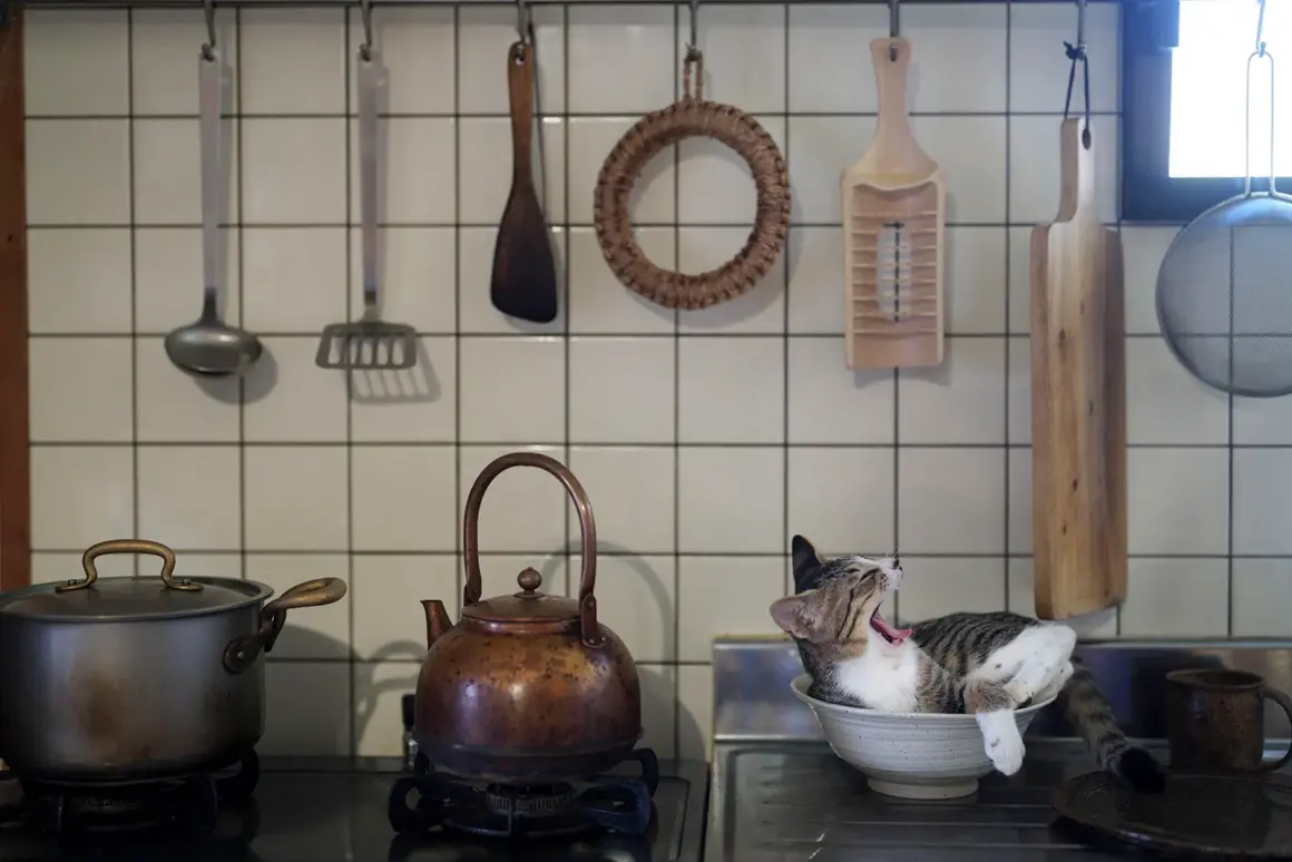 HIGHLY COMMENDED Atsuyuki Ohshima Kitty in the kitchen