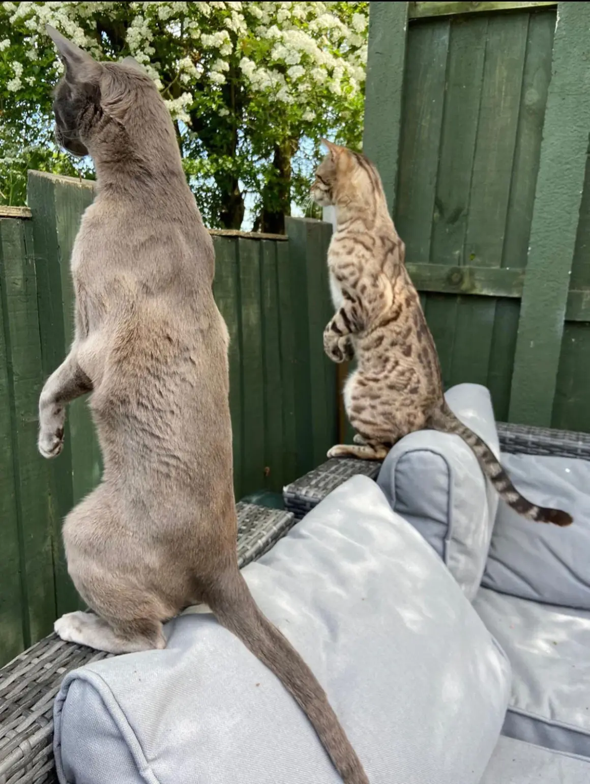 HIGHLY COMMENDED Emma Beardsmore Nosey Neighbours