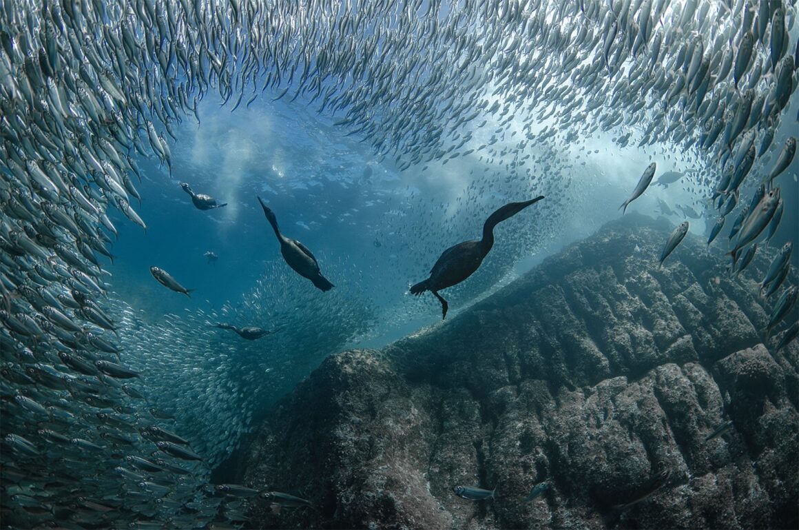 UNWOD2024 Underwater Seascapes Winner 1st Place Taryn Schulz Cormorant love