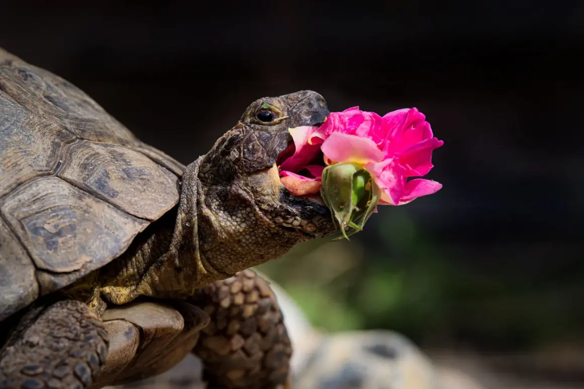 all other creatures category winner