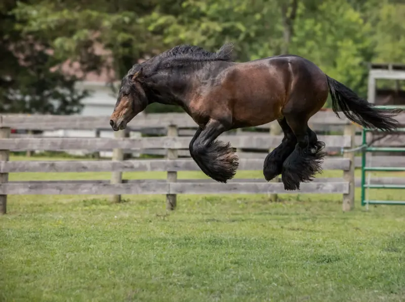 horse category winner