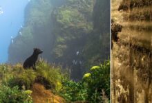 BigPicture Photography Competition 2024 3 BigPicture Photography Competition