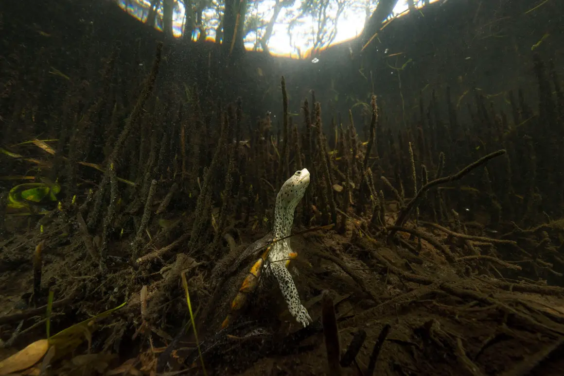 RUNNER UP 40 Guardians of the Gulf Coast Mangroves