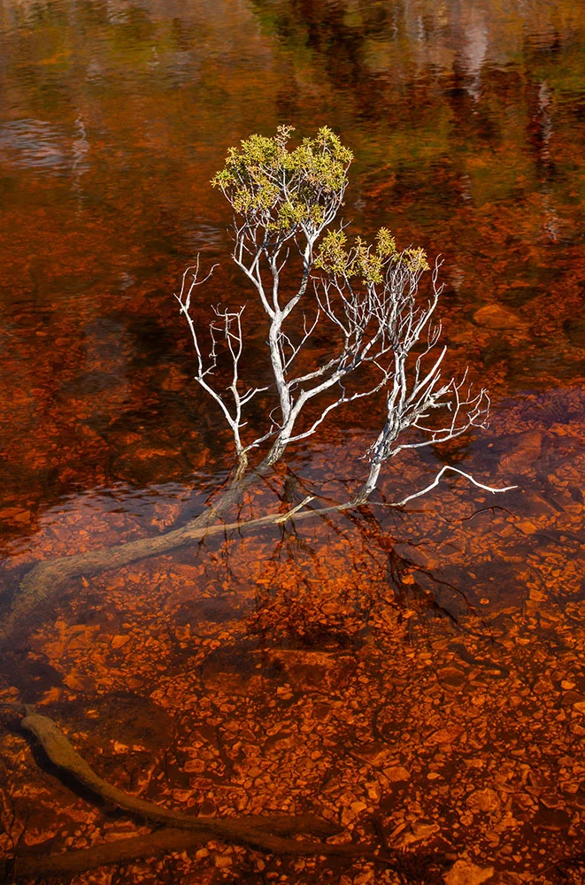 Nathan Waterhouse tannin tarn