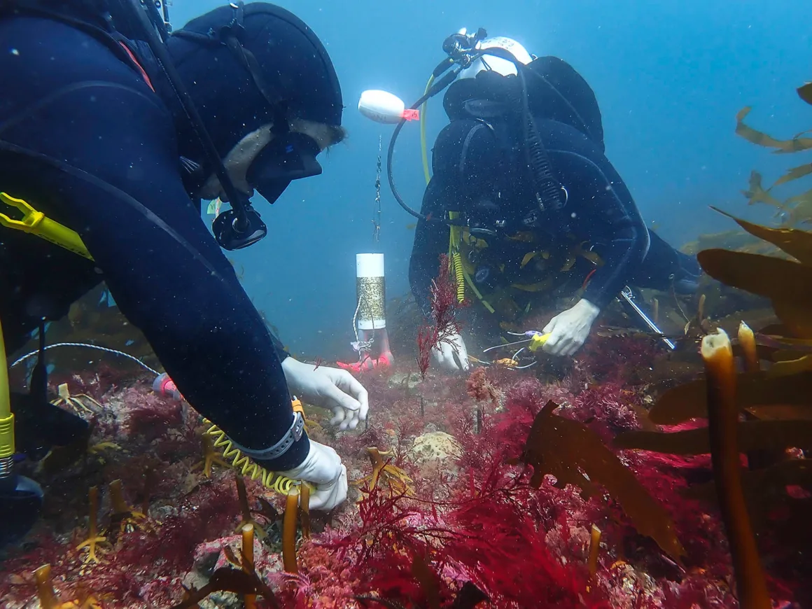 Paula Andrea Ruiz Ruiz Reviving Giants Hope for Tasmania s Kelp Forests