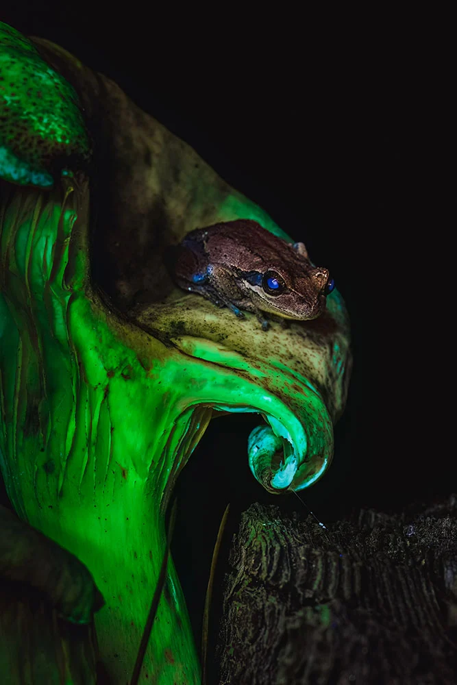 Toby Schrapel When Night Unfurls its Splendour