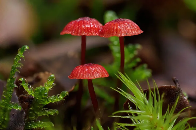 charlie chadwick Ruby Bonnets