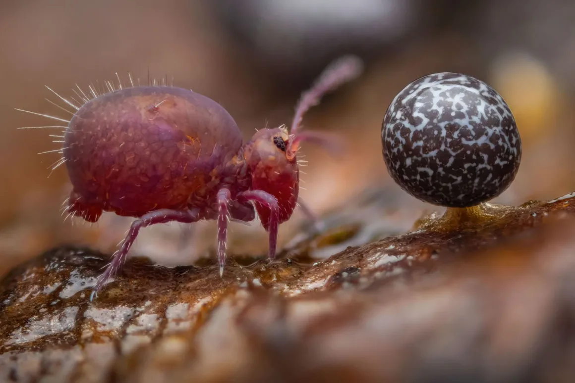 © Alexis Tinker Tsavalas Wildlife Photographer of the Year