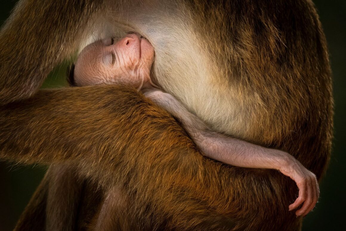 © Hikkaduwa Liyanage Prasantha Vinod Wildlife Photographer of the Year