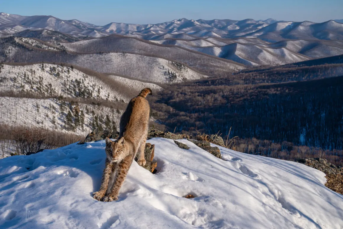 © Igor Metelskiy Wildlife Photographer of the Year