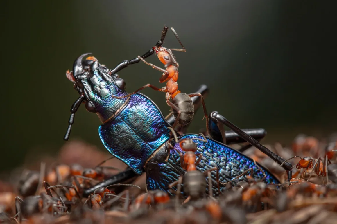 © Ingo Arndt Wildlife Photographer of the Year