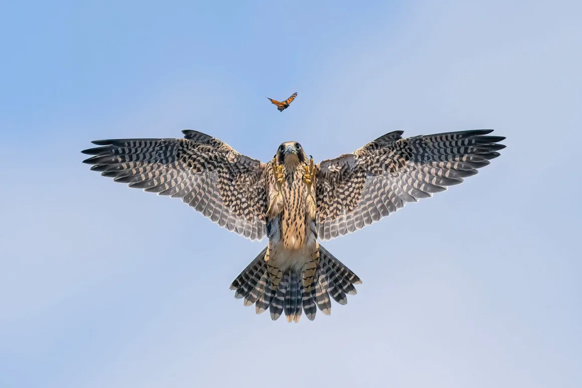 © Jack Zhi Wildlife Photographer of the Year