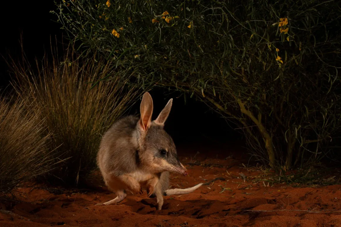 © Jannico Kelk Wildlife Photographer of the Year