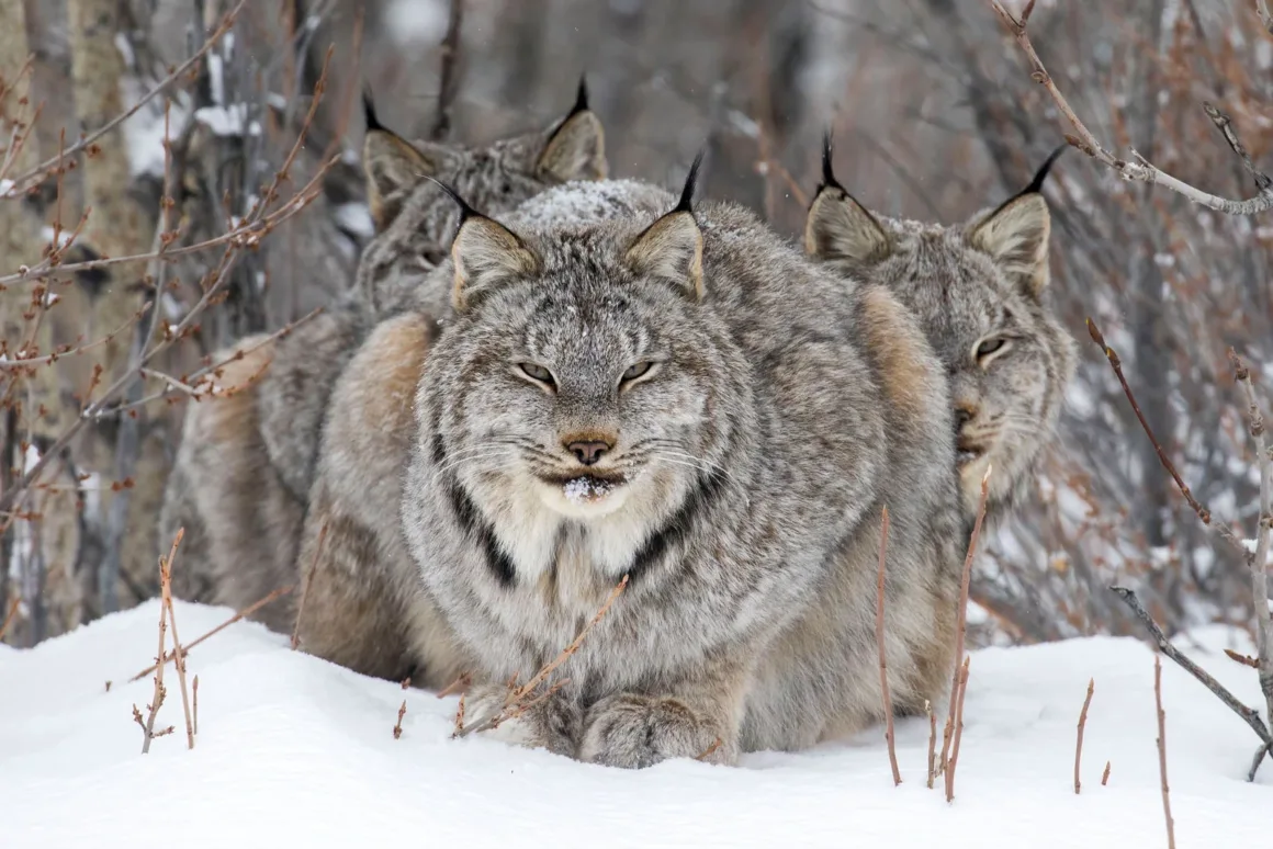 © John Marriott Wildlife Photographer of the Year