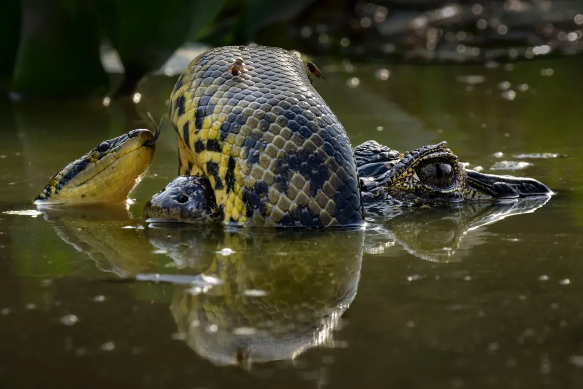 © Karine Aigner Wildlife Photographer of the Year