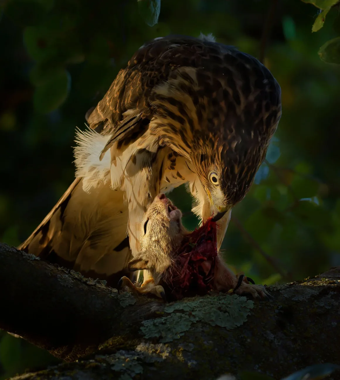 © Parham Pourahmad Wildlife Photographer of the Year