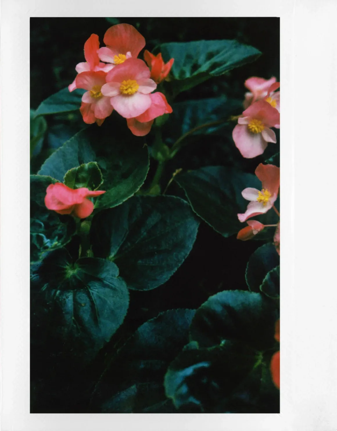 2024 08 02 US alexa alexiades staff lomo instant wide glass 007