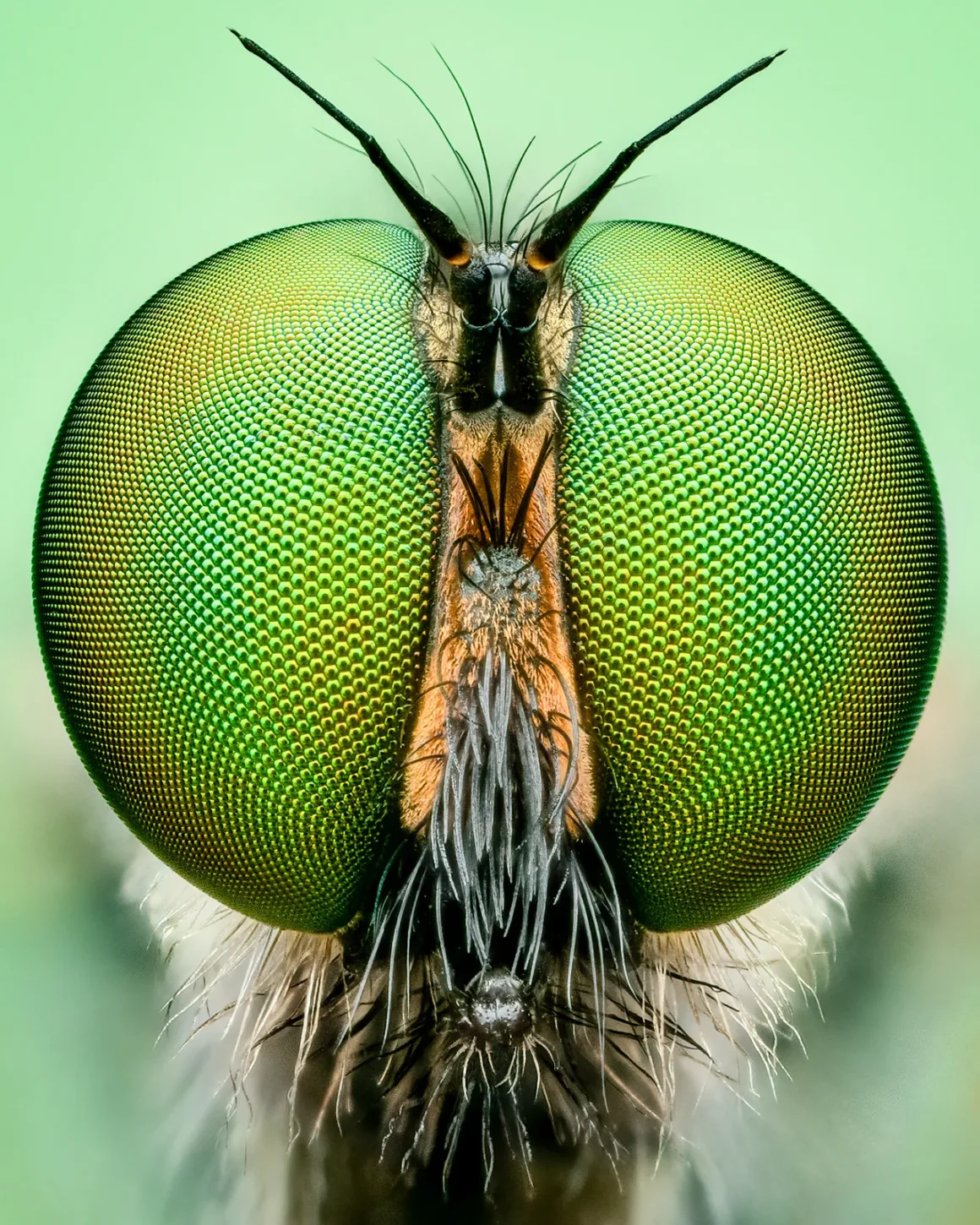 Background Card and lighting Portrait Of A Robber Fly