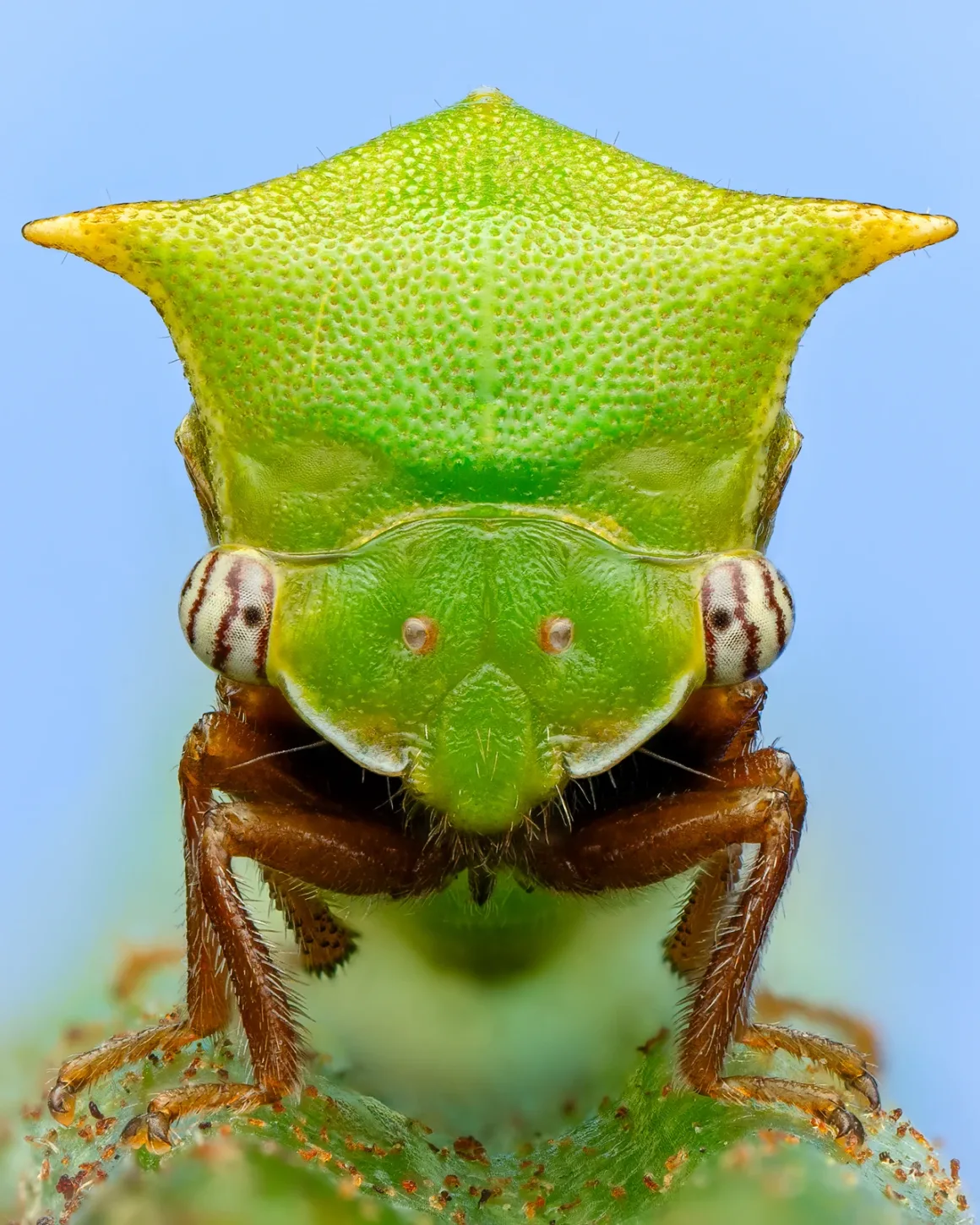 Background cards and lighting Portrait Of A Buffalo Treehopper Fixed