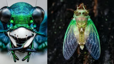 Daha İyi Makro Yaban Hayatı Fotoğrafları Nasıl Çekilir 13 Ben Salb Macro Photography OM SYSTEM