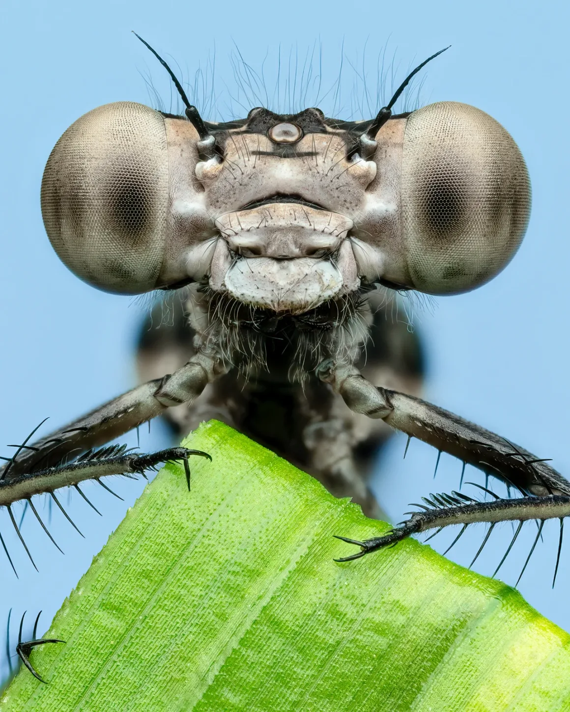 Color card and lighting Teneral Damselfly