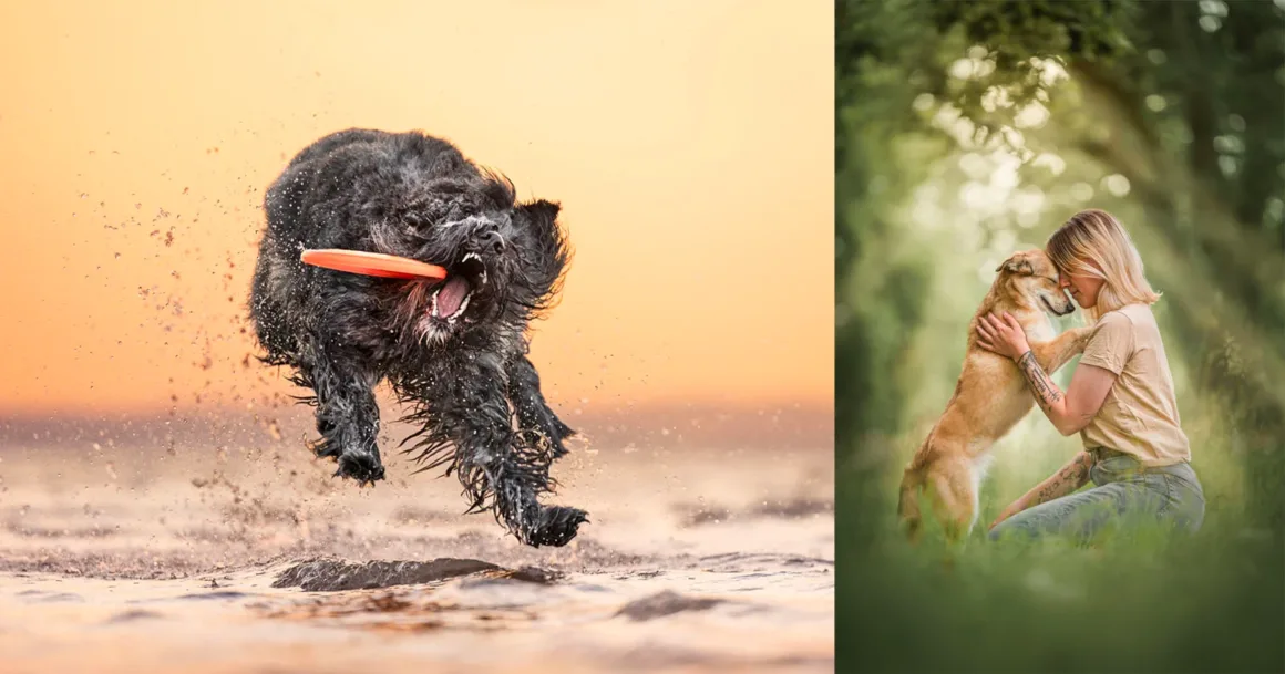 Dog Photography Awards