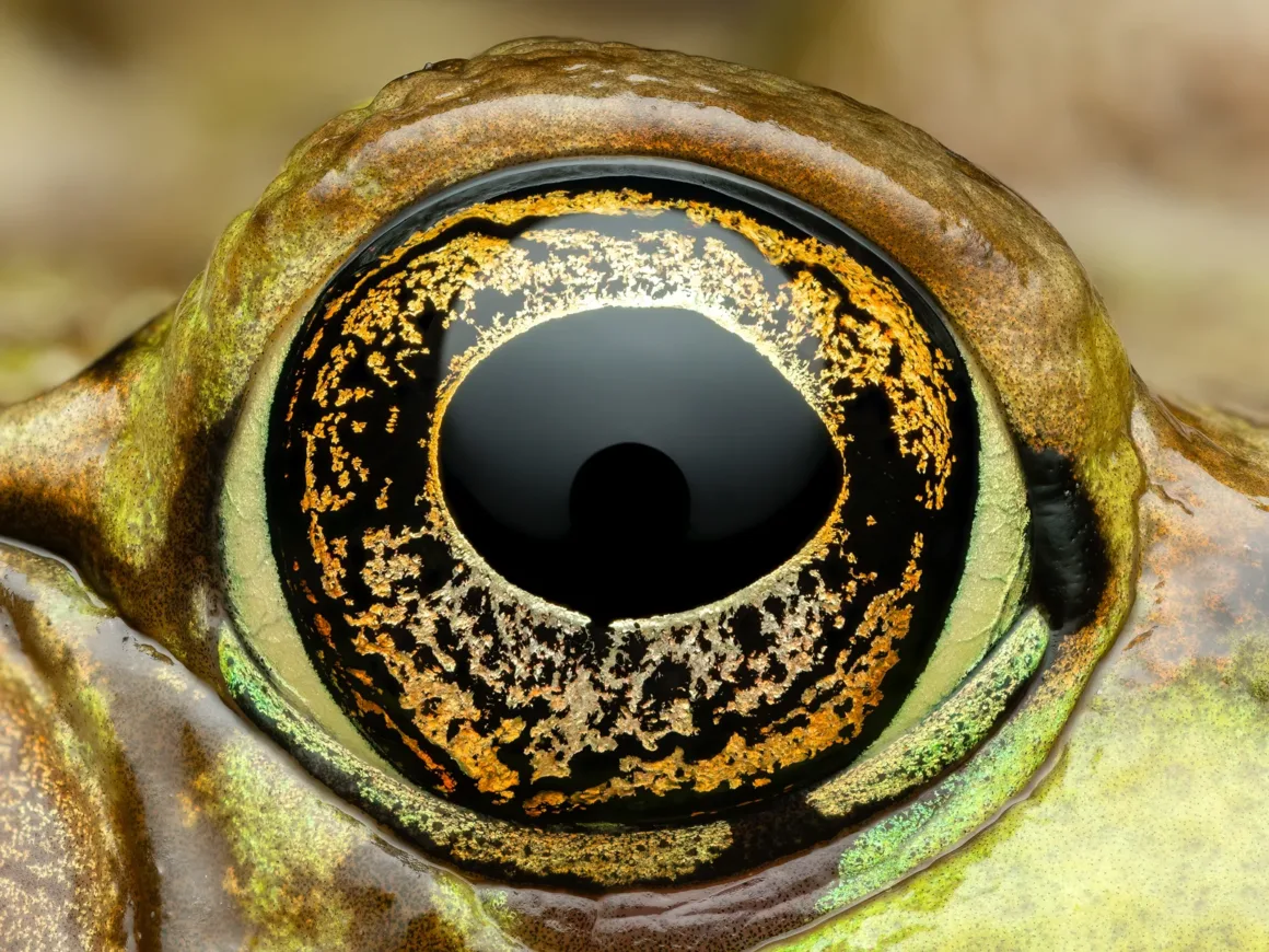 General Green Frog Eye