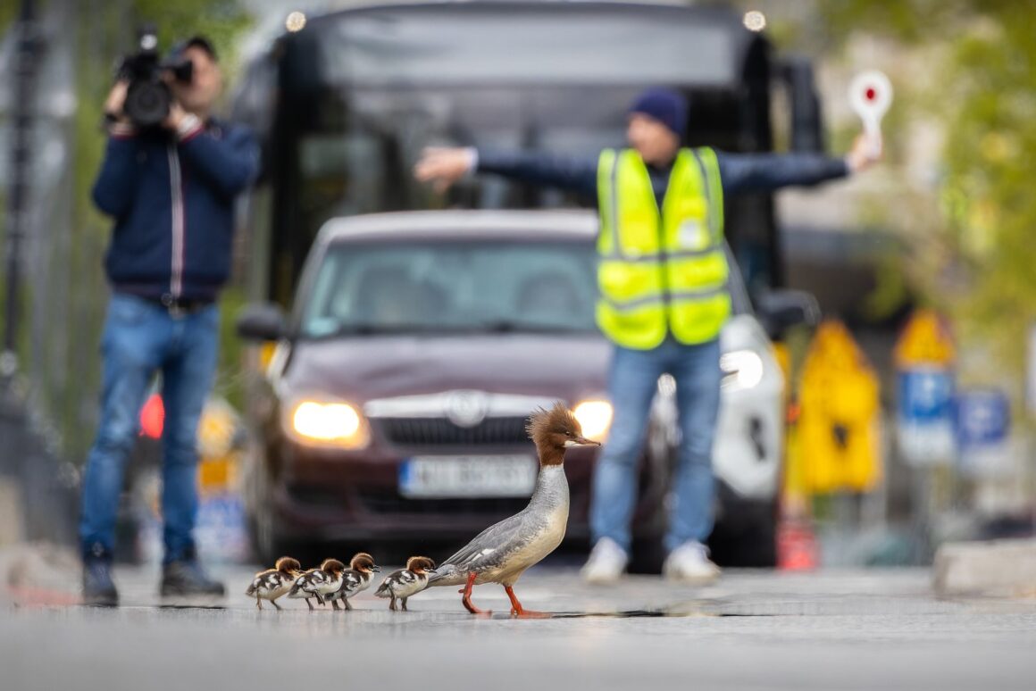 2024 Kuş Fotoğrafçısı Ödüllerinin kazananları 9 Gold Urban Birds