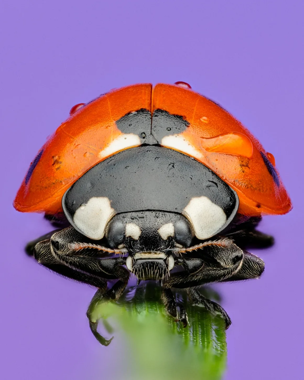 Good shooting opportunity Portrait Benjamin Salb Ladybug Portrait