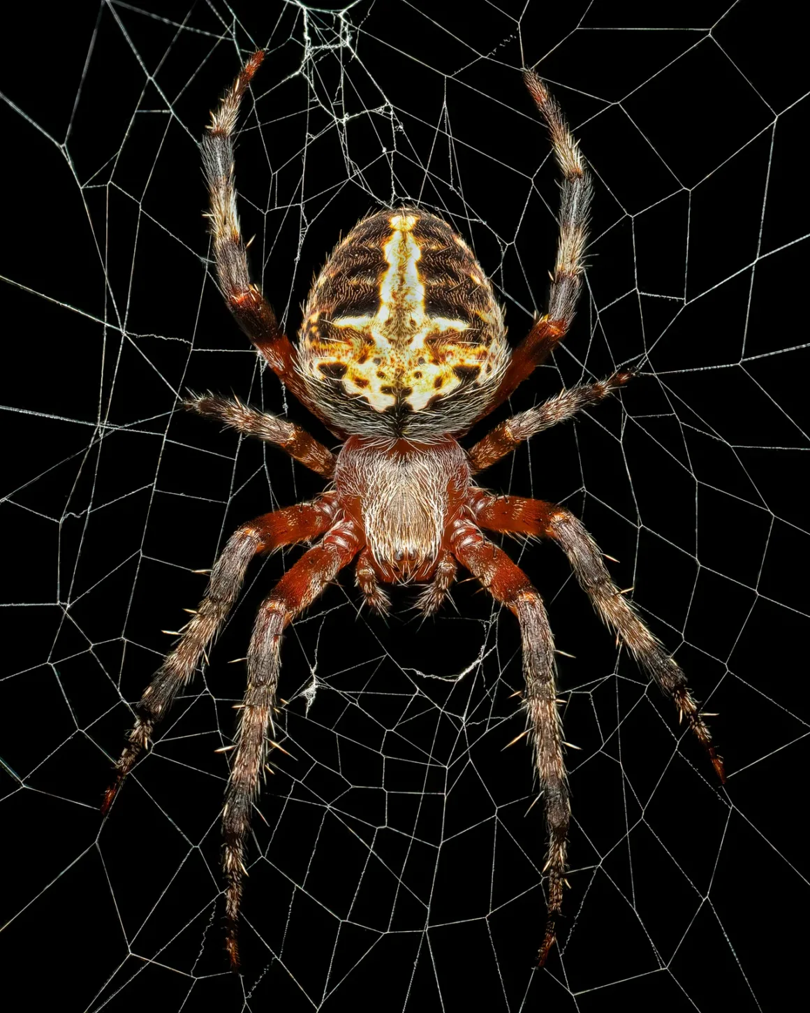 Image Stabilization Red Femured Spotted Orbweaver